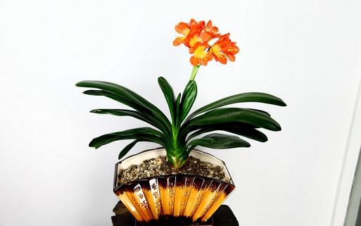 君子兰的移植方法和注意事项-八凡集