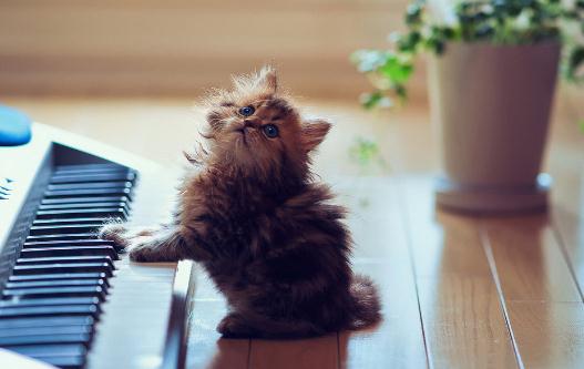 小猫的饲养管理方法-八凡集