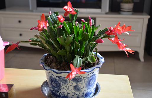 蟹爪兰什么时候浇水?蟹爪兰怎么养?-八凡集