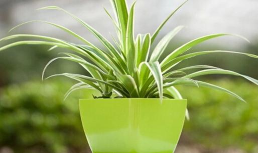 教你如何种植金心吊兰-八凡集