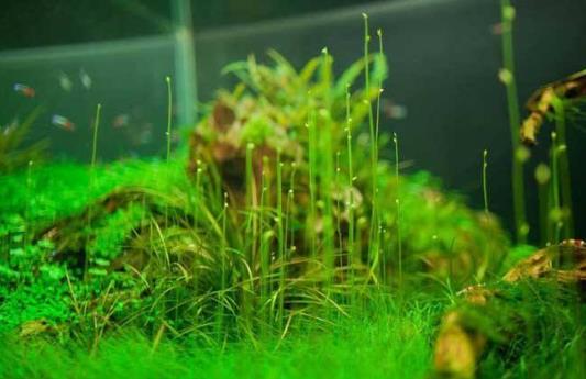 水草是什么?水草的种类和特征-八凡集