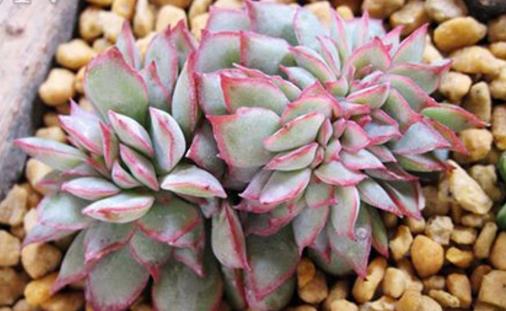 家庭养花：多肉黑腐潜伏期及防治方法-八凡集