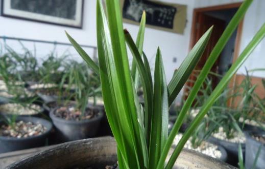 养兰花甚佳的基质 兰花爆盆枝叶蹭蹭长-八凡集