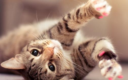 猫咪喜欢抓家具主人很苦恼 防止猫抓家具的方法介绍-八凡集