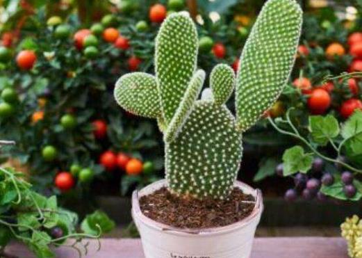 仙人球喜干不喜湿 怎样才能顺利移植仙人掌-八凡集