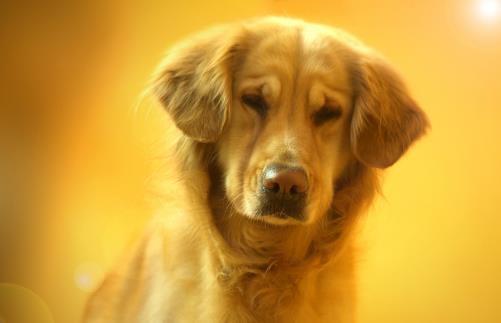 狗狗看上去奇怪的行为 其实是在表达对铲屎官的爱-八凡集