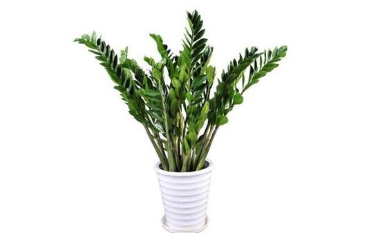 金钱树可以养在室内吗？-八凡集