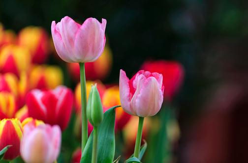 家养郁金香茎短花小是啥原因？-八凡集