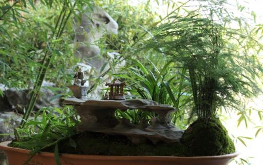 家庭养花 适合家庭养植的耐阴植物-八凡集