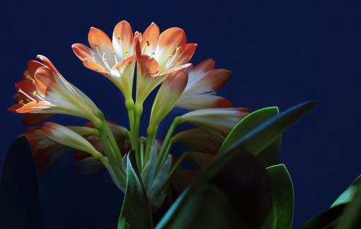 家里养什么花能够让人长寿-八凡集