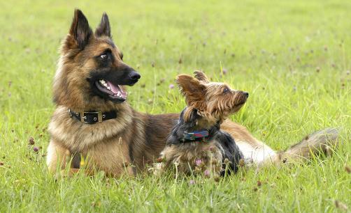 想要养狗必须要了解的选狗原则-八凡集