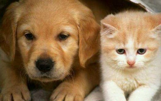 猫未必比狗聪明 猫表示智商测试跟我没关系-八凡集