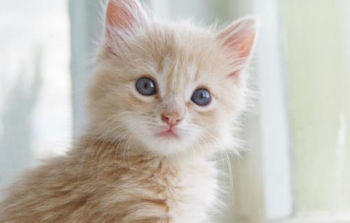 遛猫也需要遵守的规则 牵绳和封闭活动空间都不能少-八凡集