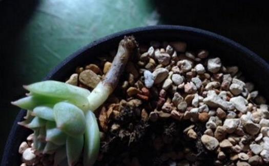 家庭养花:多肉黑腐潜伏期及防治方法