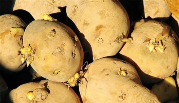 土豆发芽不能吃了就得扔掉?四种巧用发芽土豆的实用小妙招