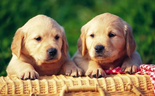 教你如何训练你的爱宠 训练狗狗需正确的方法和耐心-八凡集