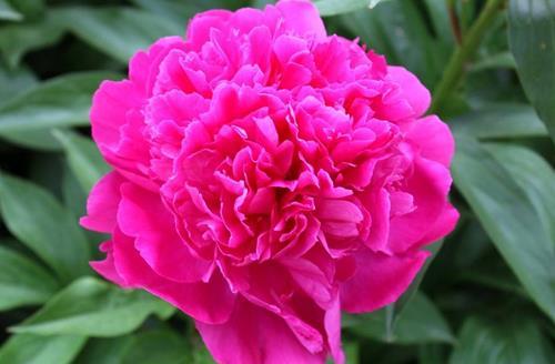 芍药花一年四季的养护方法 芍药花养护好花朵才能大-八凡集