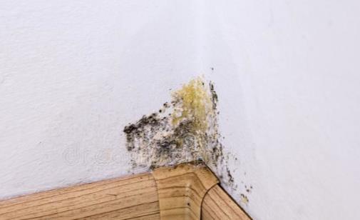 墙壁发霉帮你赶走顽固霉斑 日常简易处理小窍门-八凡集