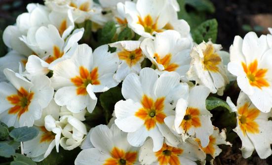 这四类花草养在家里等于不要命 在家养花草要避免健康隐患-八凡集