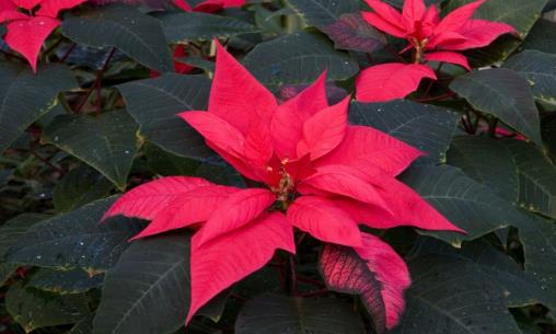 厨房用剩的菜不要扔,这么一弄做成肥料,好用极了!