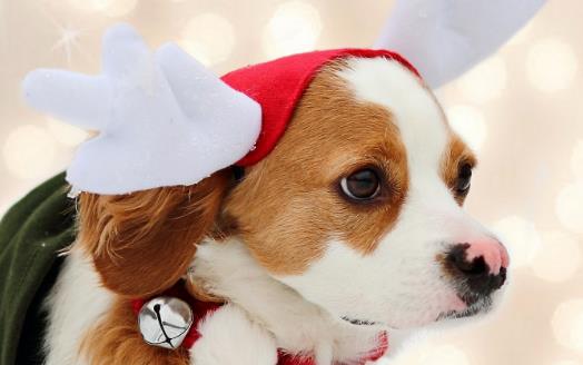 最适合狗狗生活的适宜温度 新生小狗应注意保温-八凡集