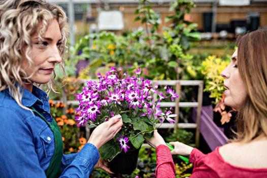 细数家庭花卉生长期和休眠期修剪最佳时间及方法-八凡集