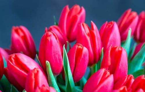 郁金香的花边是怎样形成的 花边可能是种球基因突变-八凡集