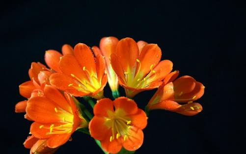 君子兰养得好,9点“注意事项”,都做到不信养不好!