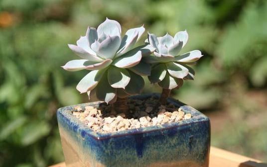 蓝石莲的浇水方法-八凡集