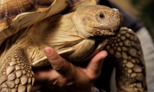 乌龟竟然有这样的冷知识 关于乌龟的科学知识大科普-八凡集