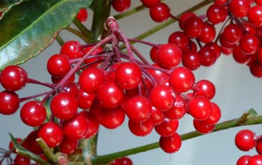 家庭养花 富贵籽养植技术分享-八凡集