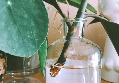 生根剂不用买 学会这些多蔫的枝条插个根就能活-八凡集