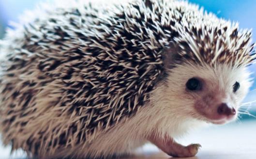 把刺猬当宠物来养 养刺猬的经验-八凡集