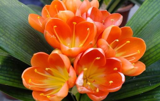 君子兰想养得好的注意事项盘点 都做到不信养不好-八凡集