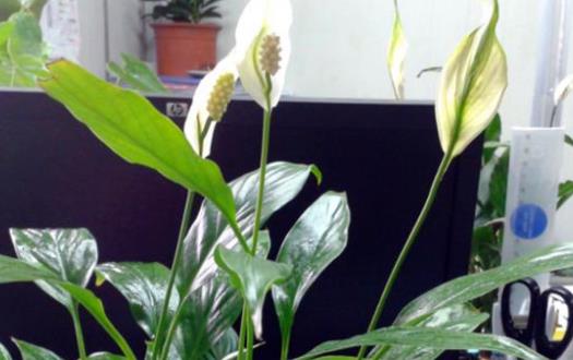 家庭养花施肥不当至花卉死亡 盆花施肥的原则要求-八凡集