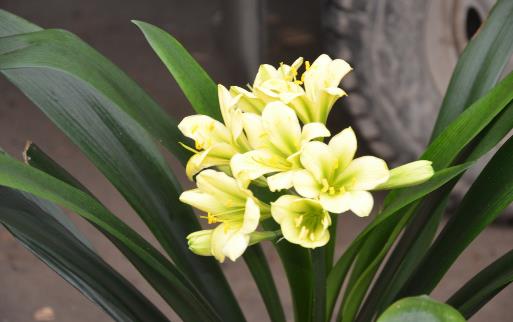 君子兰养得好,9点“注意事项”,都做到不信养不好!