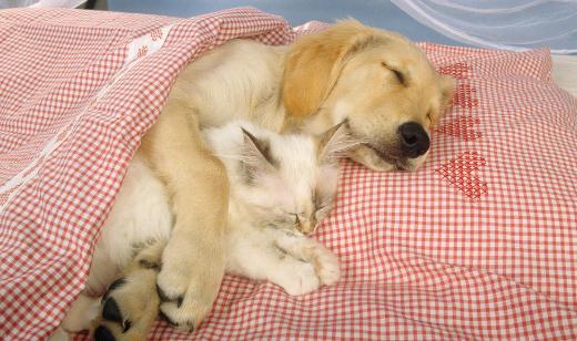 自制狗狗咬胶类狗粮的方法-八凡集