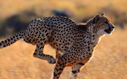 豹子小身躯有着大能量 关于豹子的冷知识-八凡集