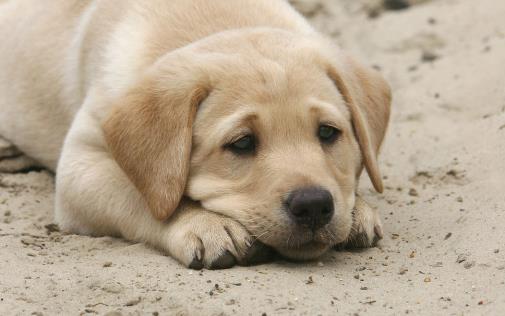 狗狗经常叹气是否是因心情不好 不要忽视狗狗的叹气-八凡集