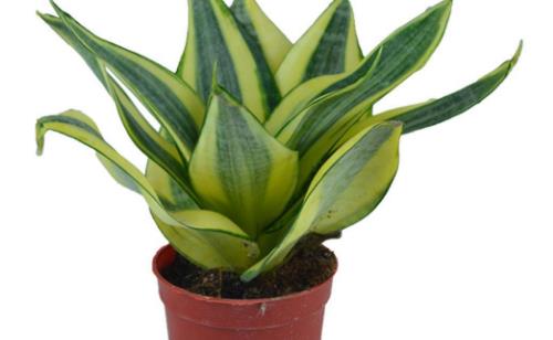 家庭养花:放着也能活的虎皮兰