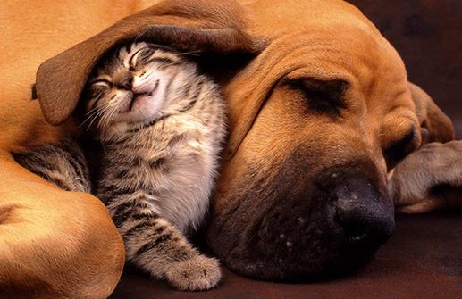 猫咪同狗狗一起养的注意事项 猫狗一起养的好处揭秘-八凡集