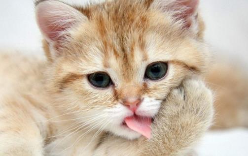 猫咪年算多大才算是长大成猫 猫咪日常喂养注意事项-八凡集