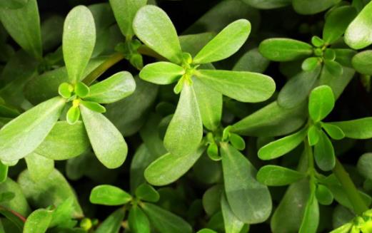 马齿苋作用大 花盆里栽一棵观赏食用都不错-八凡集