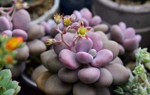 多肉十大美人系列 胖成球的最好看