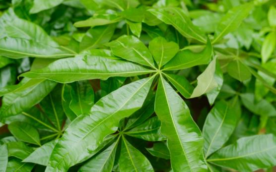 小盆栽的发财树能长大吗 发财树小盆栽怎么养-八凡集