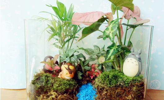 自己DIY苔藓微景观 苔藓微景观养护技巧-八凡集