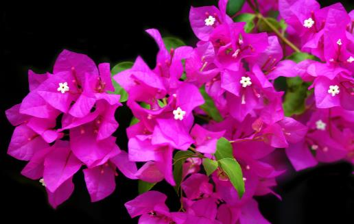 花卉的养殖注意事项 根据家居风水不同养殖不同的花卉-八凡集