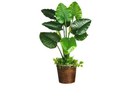 冬天如何种植滴水观音？-八凡集