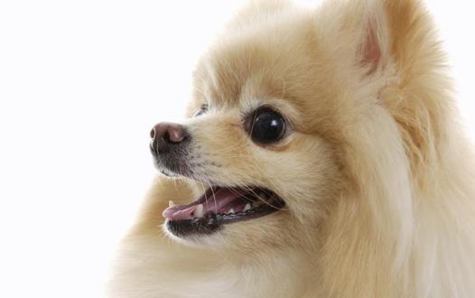 狗狗随地大小便 训练狗狗定点排便之秘籍-八凡集