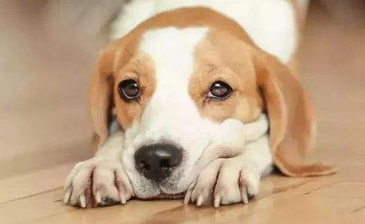 你的狗鼻子干了应该担心 鼻子干往往是生病的前兆-八凡集